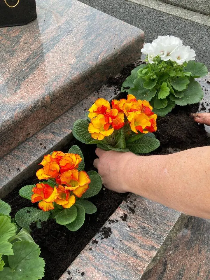 Main de Patricia en train de planter des fleurs sur une sépulture
